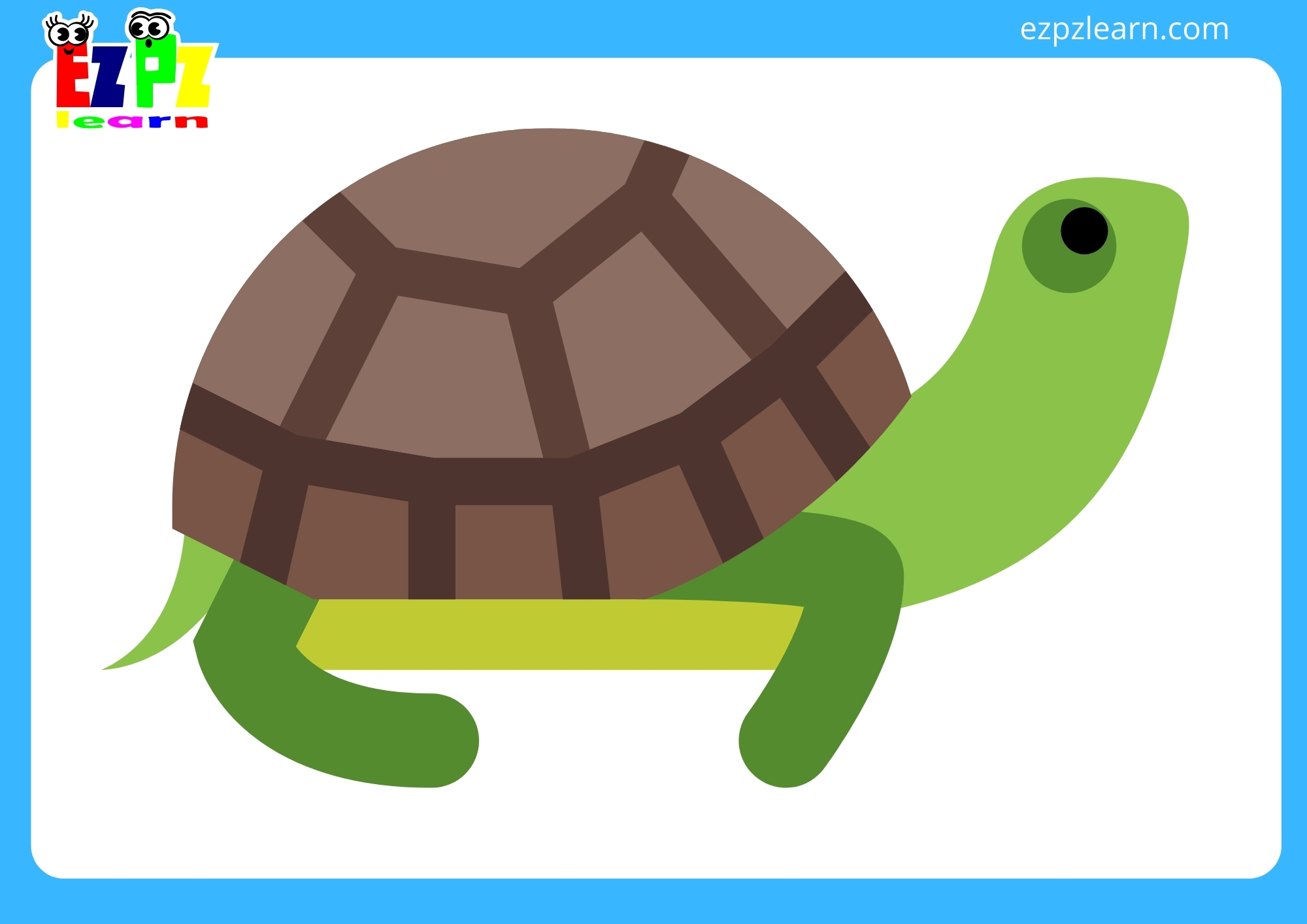 turtle